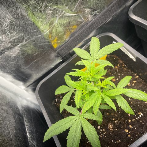Eddy & Jeff growlog timeline photo