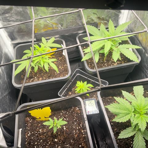 Eddy & Jeff growlog timeline photo