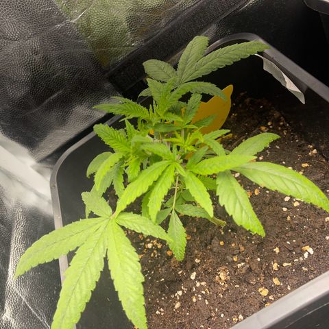 Eddy & Jeff growlog timeline photo