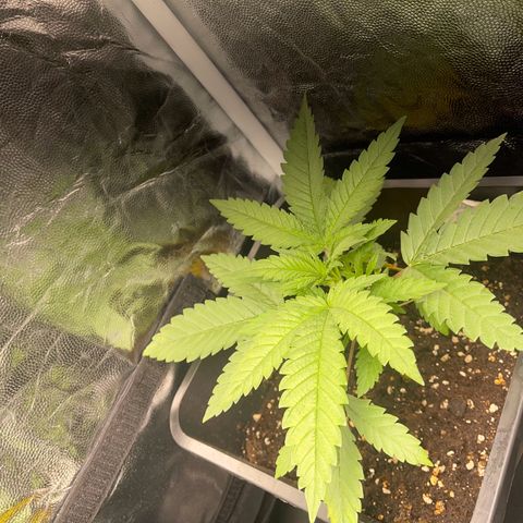 Eddy & Jeff growlog timeline photo