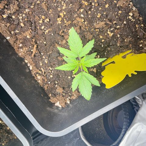 ,,Livia,, Wedding Cake Auto growlog timeline photo