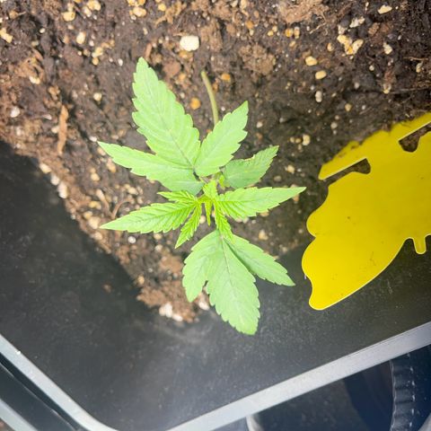 ,,Livia,, Wedding Cake Auto growlog timeline photo