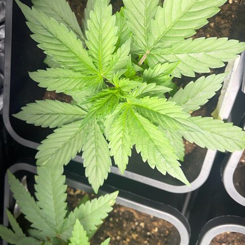 Skittles x tangi growlog timeline photo