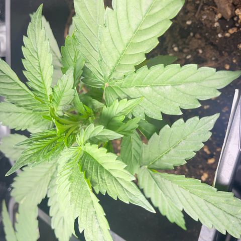 Skittles x tangi growlog timeline photo