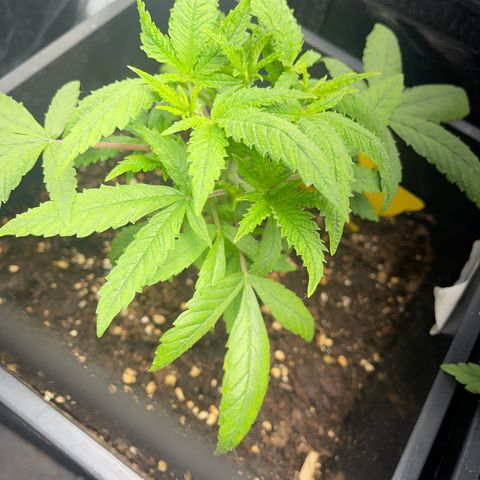 Eddy & Jeff growlog timeline photo