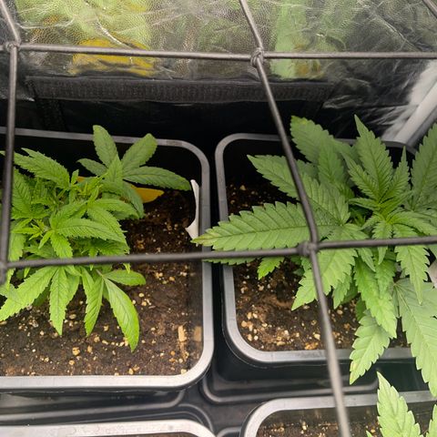 Eddy & Jeff growlog timeline photo