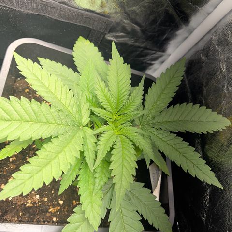 Eddy & Jeff growlog timeline photo
