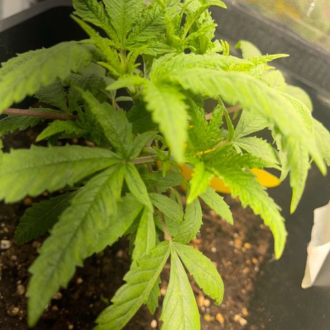 Eddy & Jeff growlog timeline photo