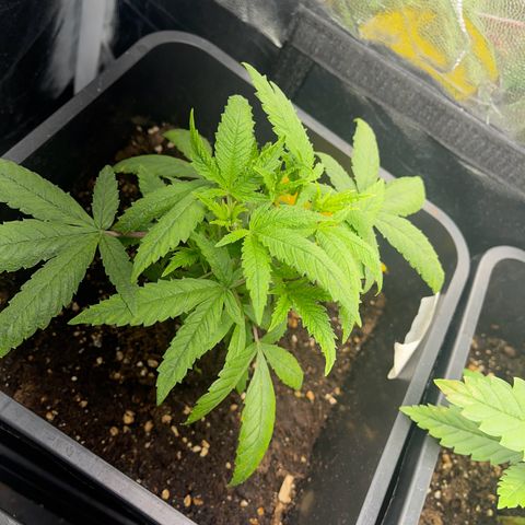 Eddy & Jeff growlog timeline photo
