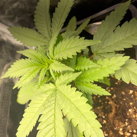 Eddy & Jeff growlog timeline photo