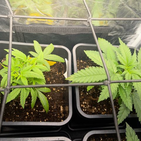 Eddy & Jeff growlog timeline photo