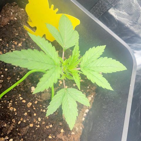 ,,Livia,, Wedding Cake Auto growlog timeline photo