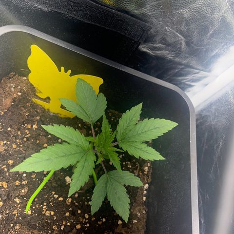 ,,Livia,, Wedding Cake Auto growlog timeline photo