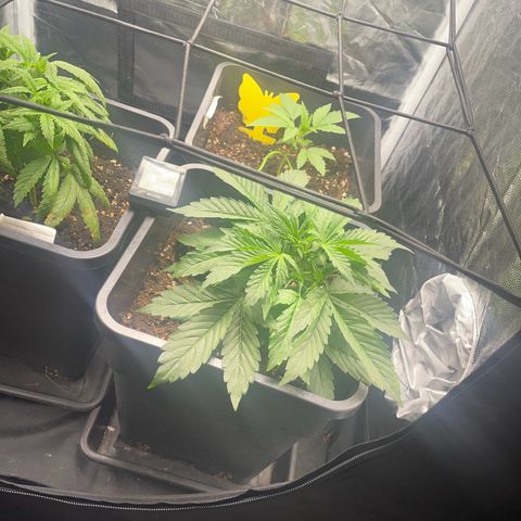 Skittles x tangi growlog timeline photo