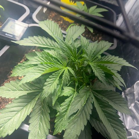 Skittles x tangi growlog timeline photo