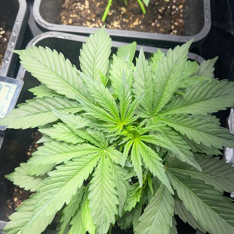 Skittles x tangi growlog timeline photo
