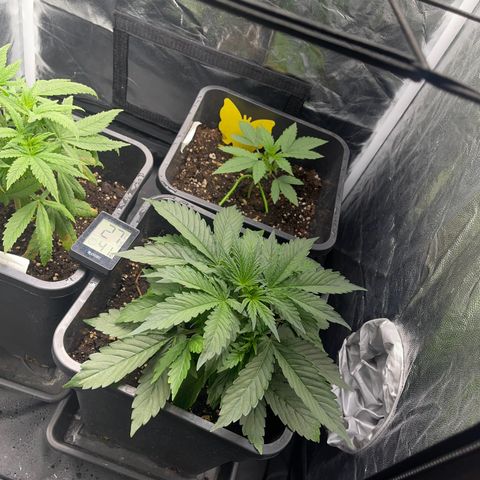 Skittles x tangi growlog timeline photo