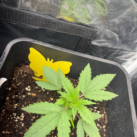 ,,Livia,, Wedding Cake Auto growlog timeline photo