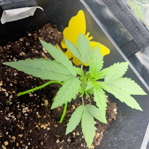 ,,Livia,, Wedding Cake Auto growlog timeline photo