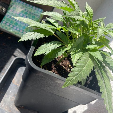 Eddy & Jeff growlog timeline photo