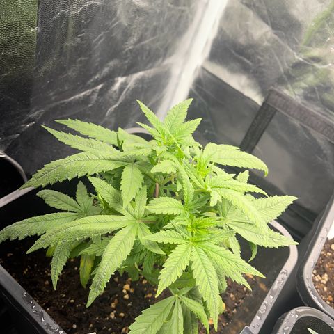 Eddy & Jeff growlog timeline photo