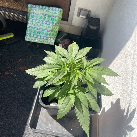 Eddy & Jeff growlog timeline photo