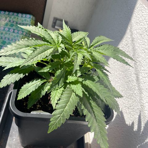 Eddy & Jeff growlog timeline photo