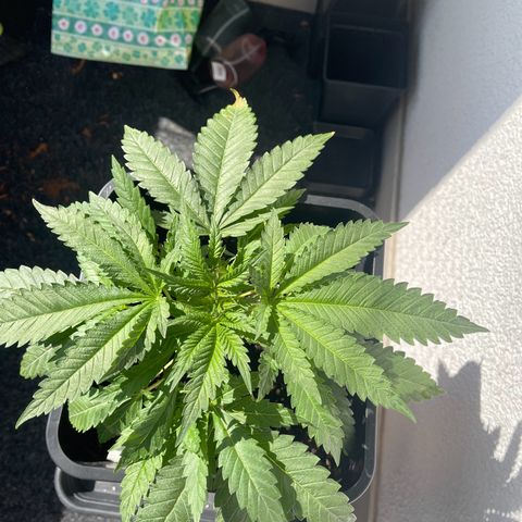 Eddy & Jeff growlog timeline photo