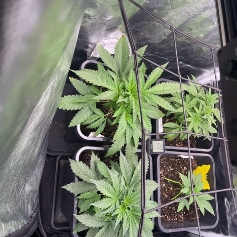Skittles x tangi growlog timeline photo