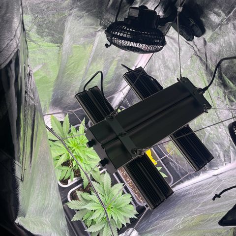 Skittles x tangi growlog timeline photo