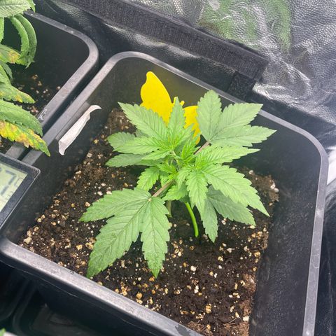 ,,Livia,, Wedding Cake Auto growlog timeline photo