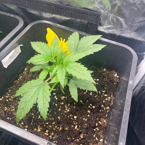 ,,Livia,, Wedding Cake Auto growlog timeline photo