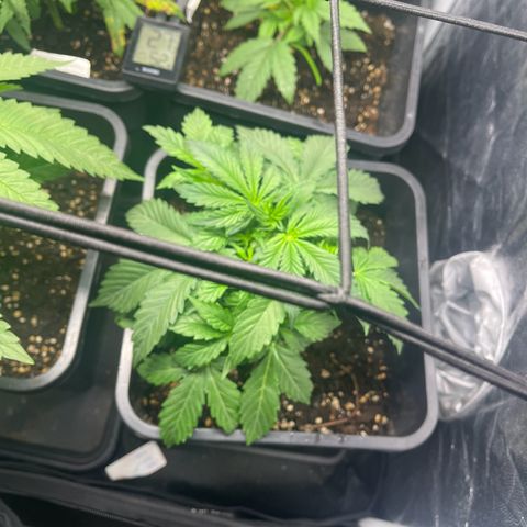 Skittles x tangi growlog timeline photo
