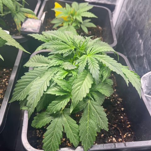 Skittles x tangi growlog timeline photo