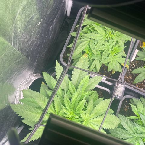 Eddy & Jeff growlog timeline photo