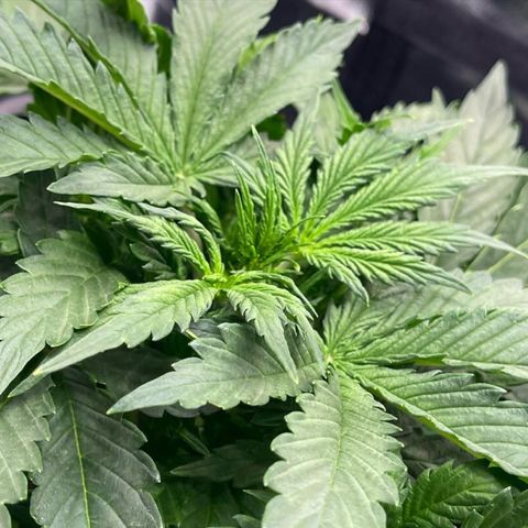 Skittles x tangi growlog timeline photo