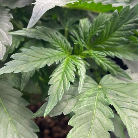 Skittles x tangi growlog timeline photo