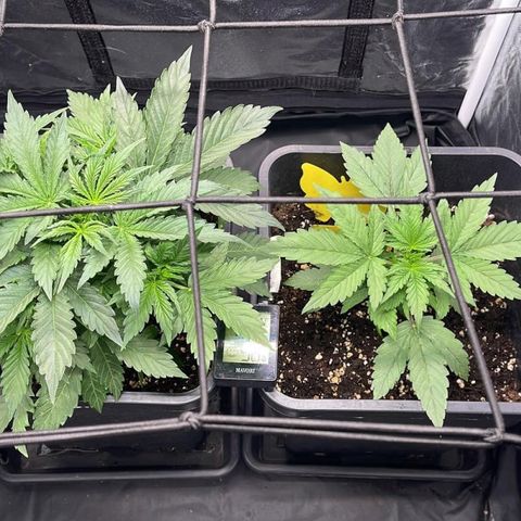 Skittles x tangi growlog timeline photo