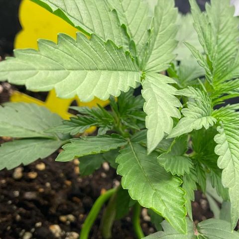 ,,Livia,, Wedding Cake Auto growlog timeline photo