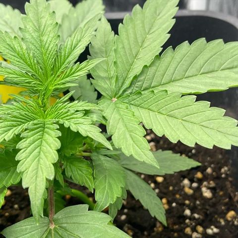 ,,Livia,, Wedding Cake Auto growlog timeline photo