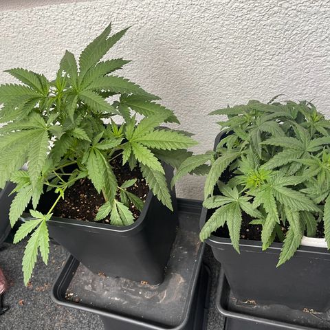 Eddy & Jeff growlog timeline photo