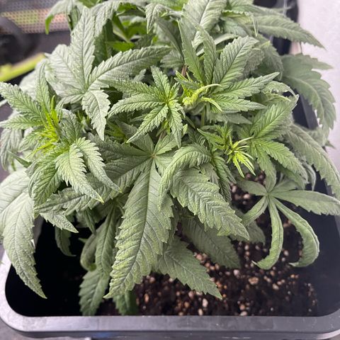 Eddy & Jeff growlog timeline photo