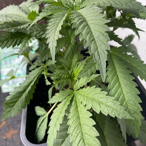 Eddy & Jeff growlog timeline photo