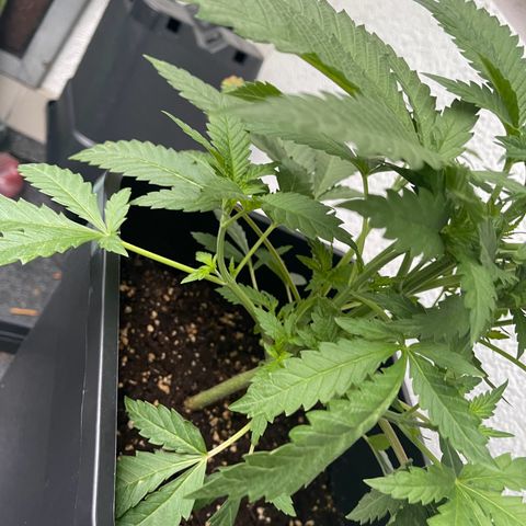 Eddy & Jeff growlog timeline photo