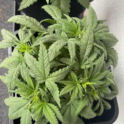 Eddy & Jeff growlog timeline photo
