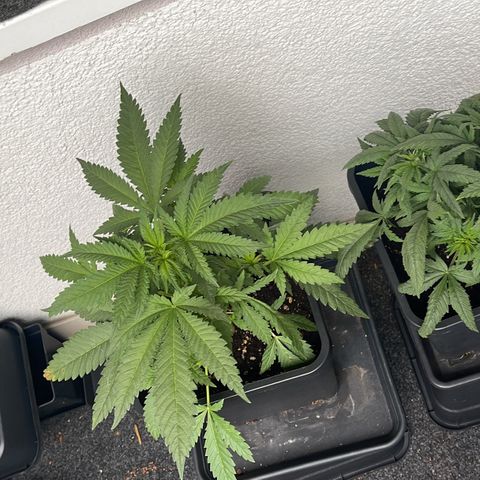 Eddy & Jeff growlog timeline photo