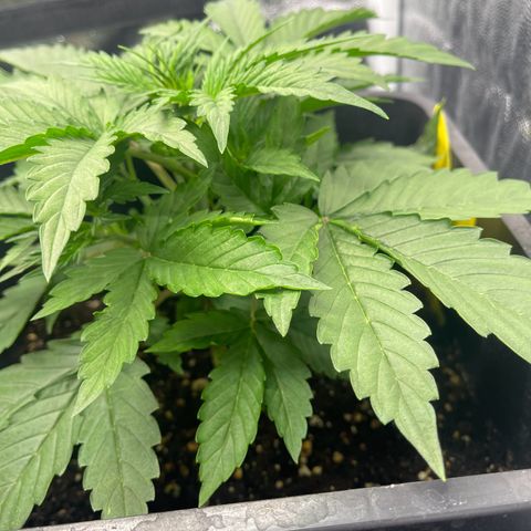 ,,Livia,, Wedding Cake Auto growlog timeline photo