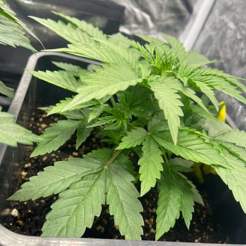 ,,Livia,, Wedding Cake Auto growlog timeline photo