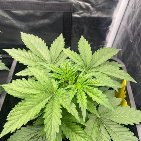 ,,Livia,, Wedding Cake Auto growlog timeline photo