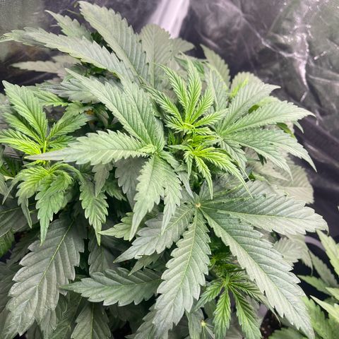 Skittles x tangi growlog timeline photo